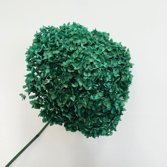 Annabelle Hydrangea Emerald Green