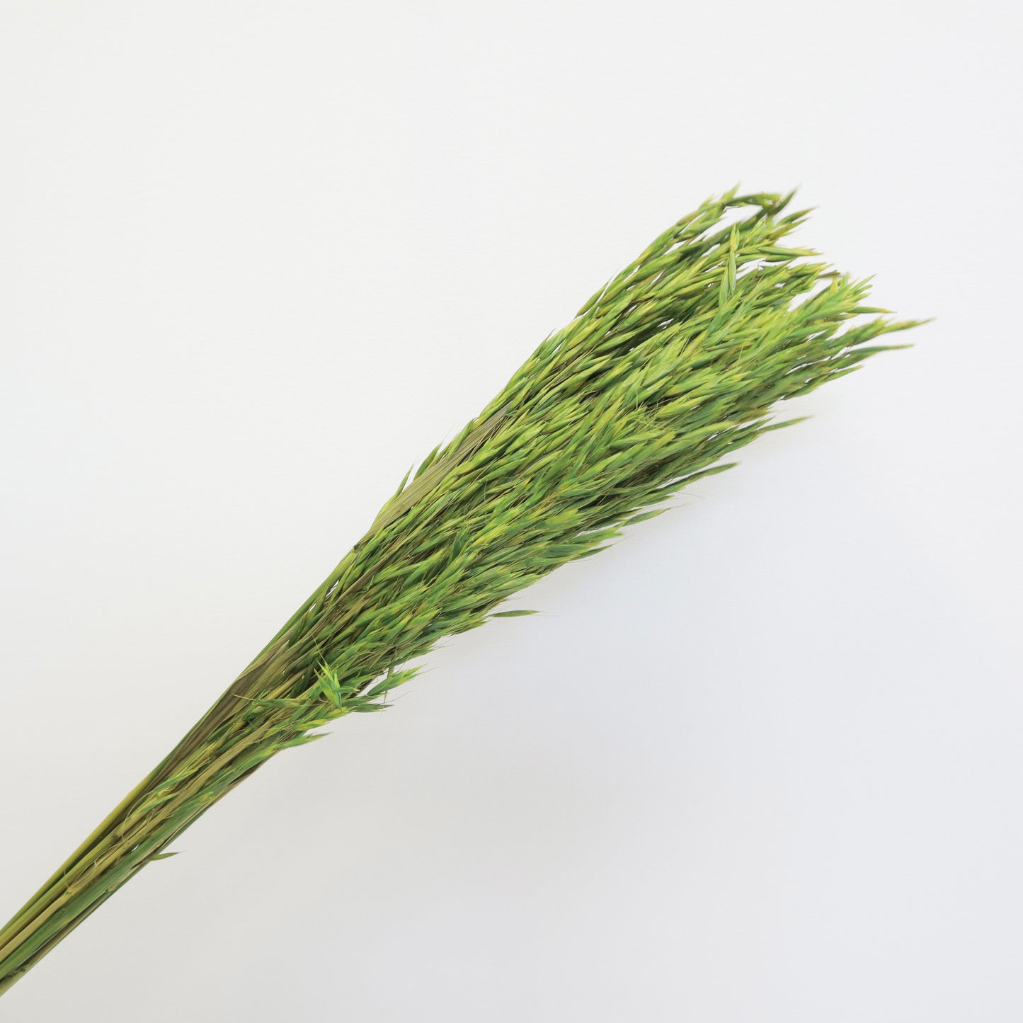 Dried Oat Green