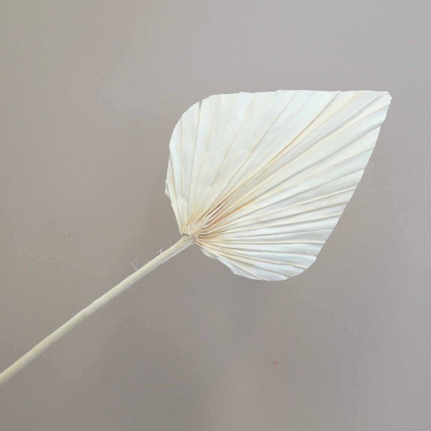 Palm Leaf Small Bleached Ivory