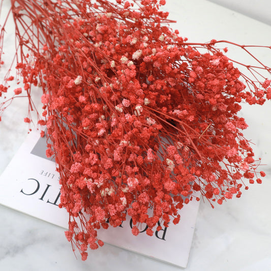 Baby's Breath Red