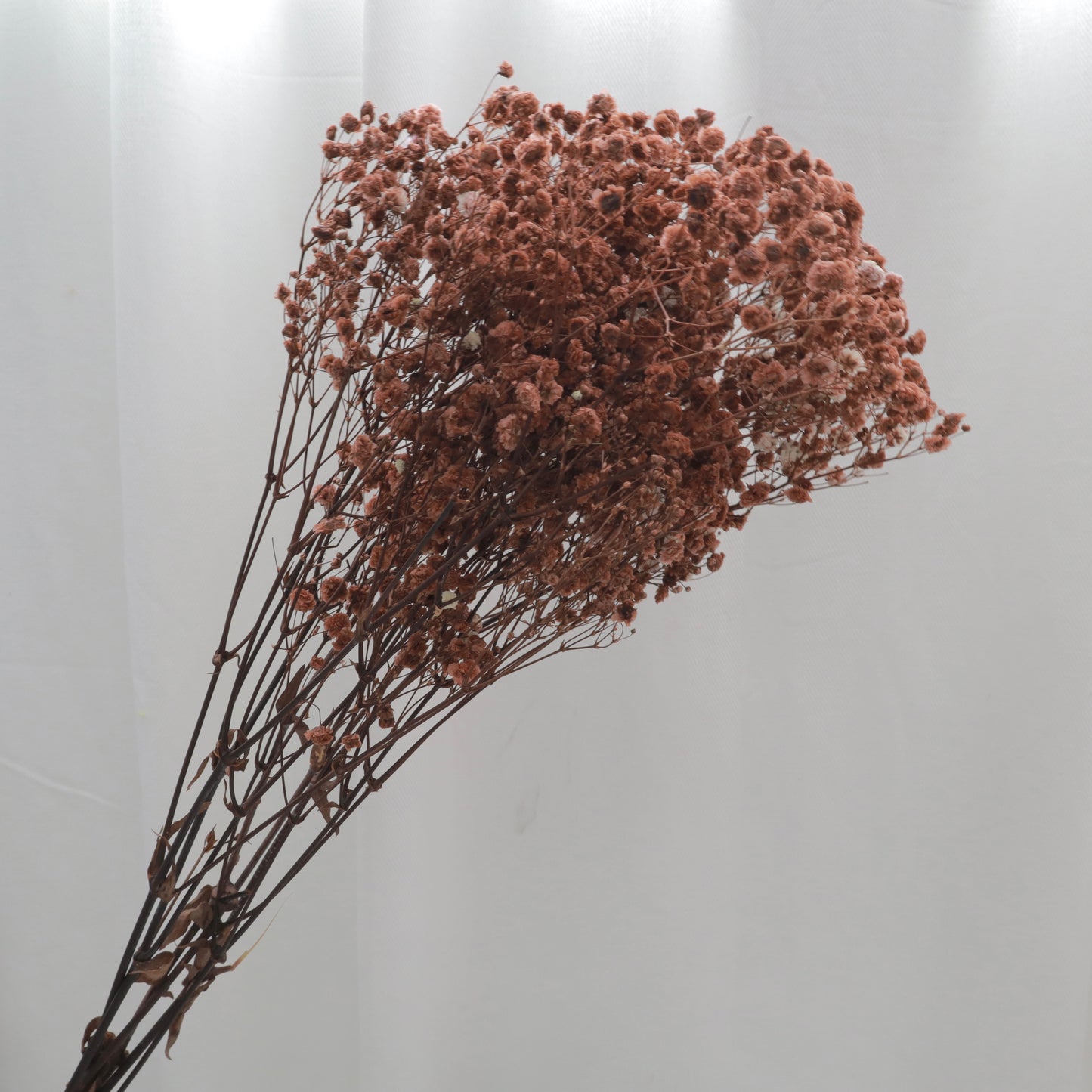 Baby's Breath Brown