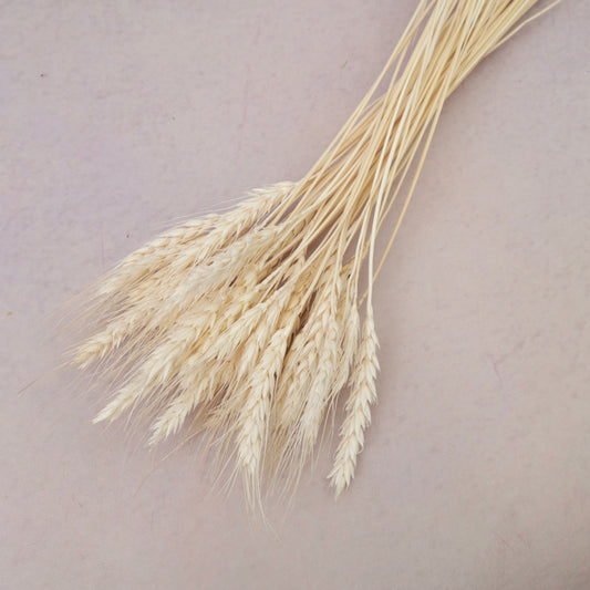 Dried Wheat Off-White