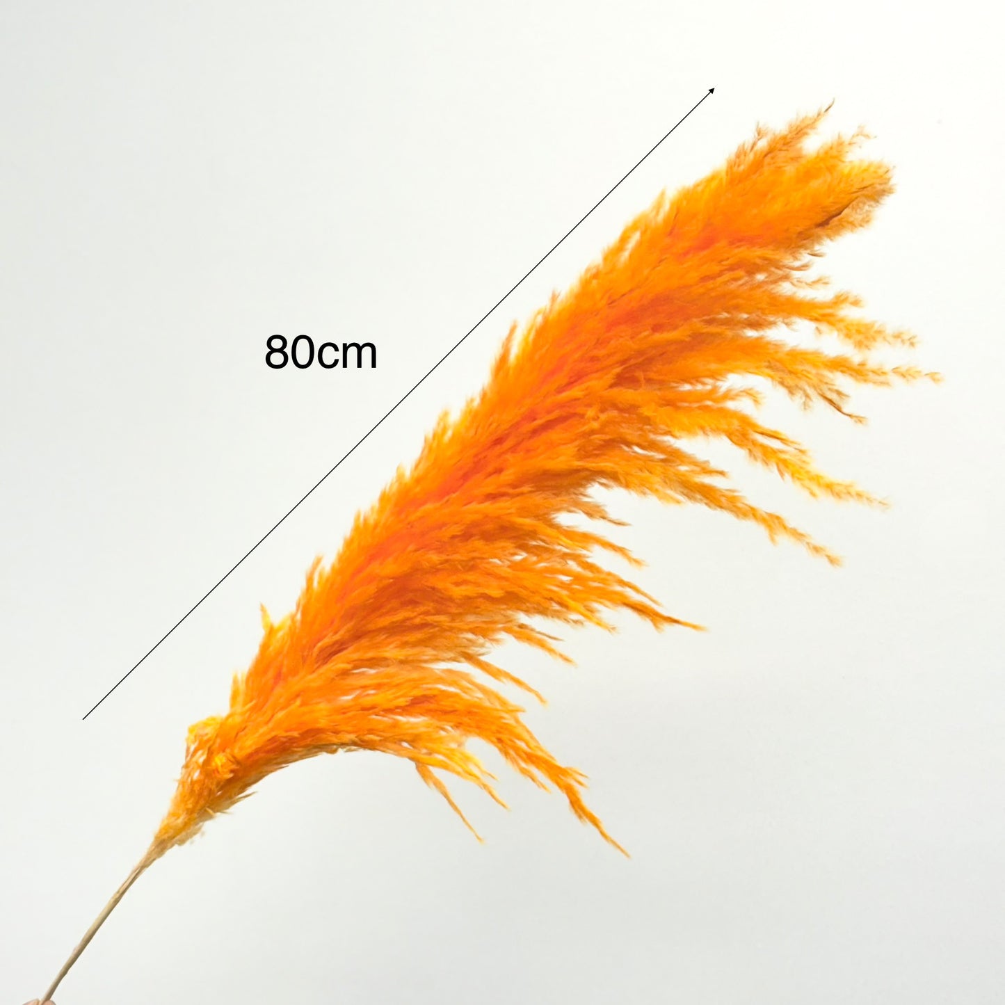 Pampas Grass Orange