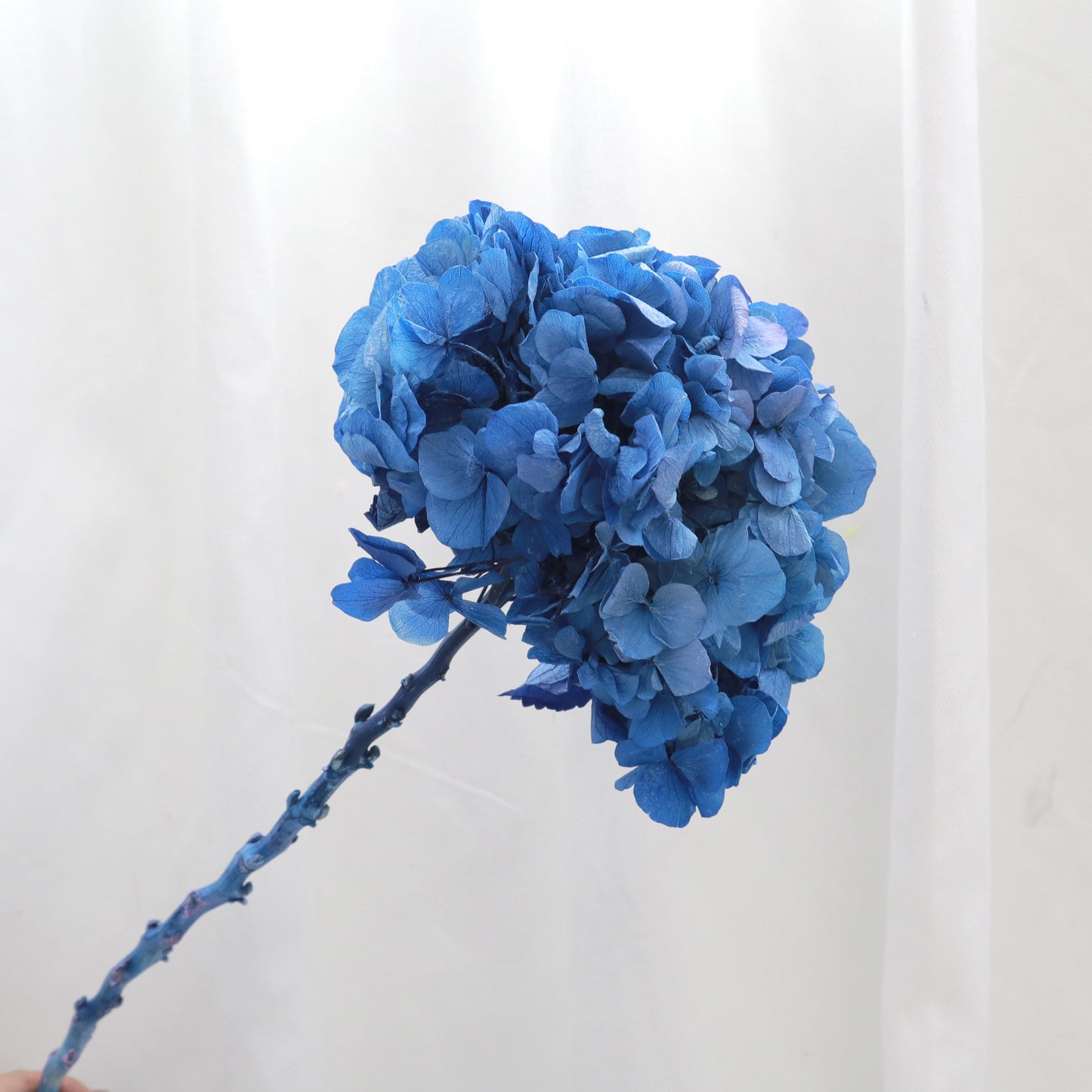 Hydrangea Bigleaf Bunch Royal Blue