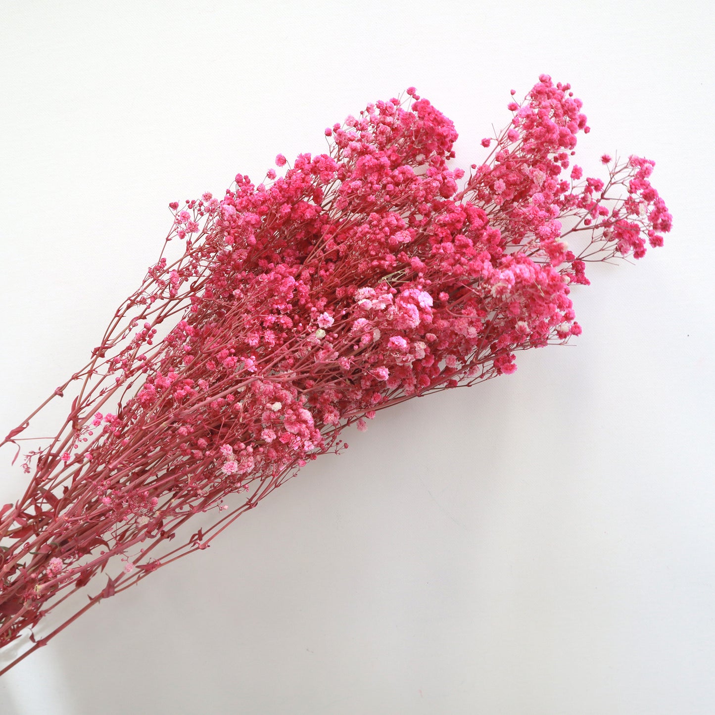 Baby's Breath Hot Pink