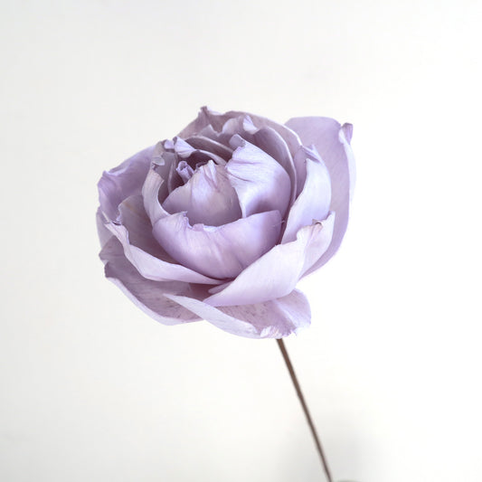Rosa Chinensis Purple