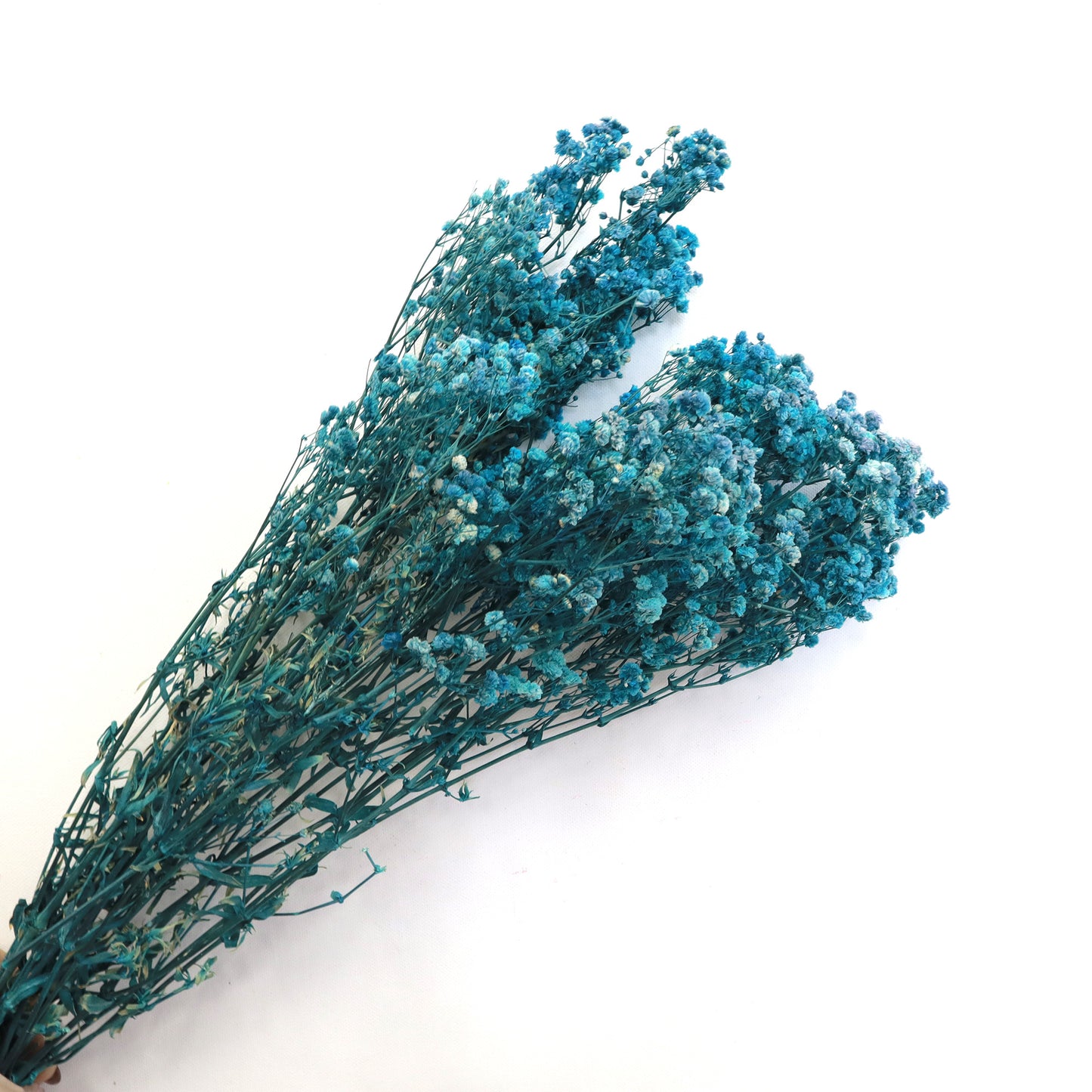 Baby's Breath Teal Blue