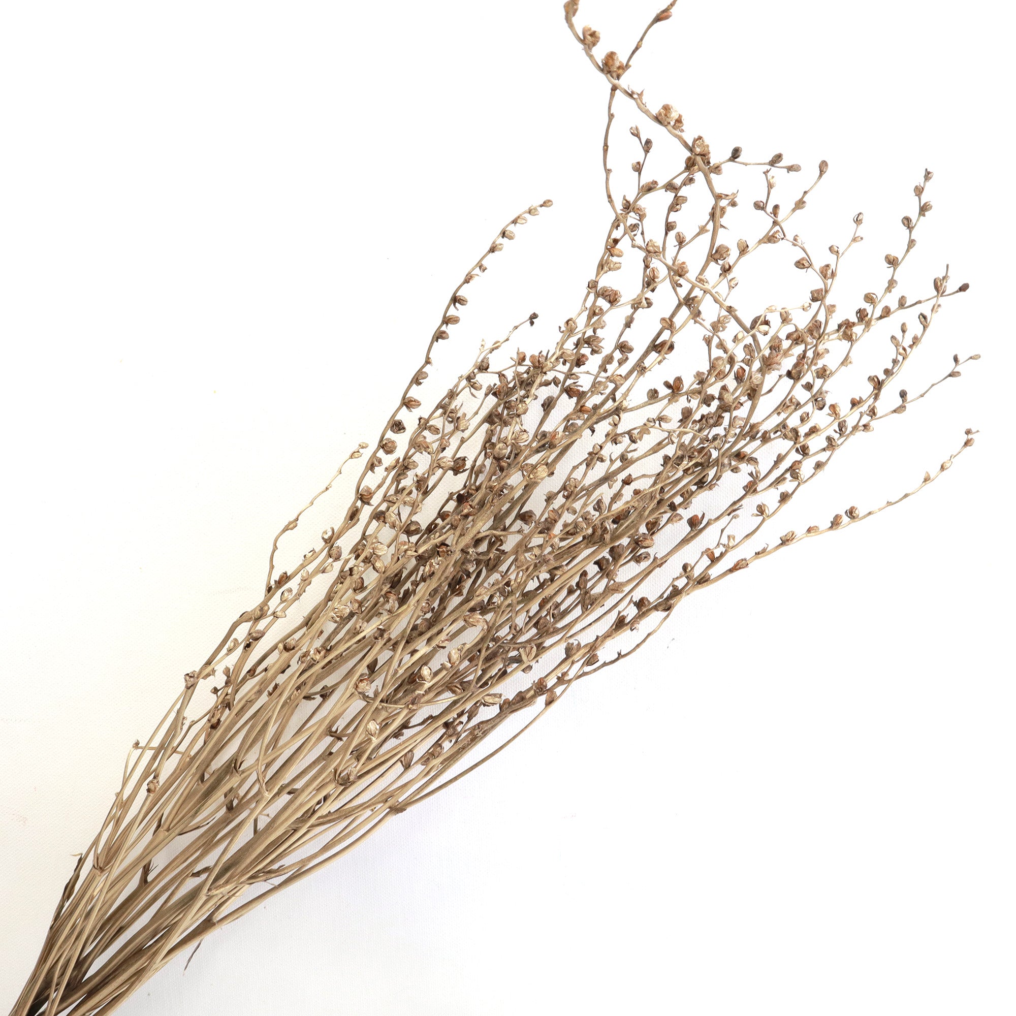 FLORAL FOREST Preserved and Dried Flowers Wholesale Floral Forest