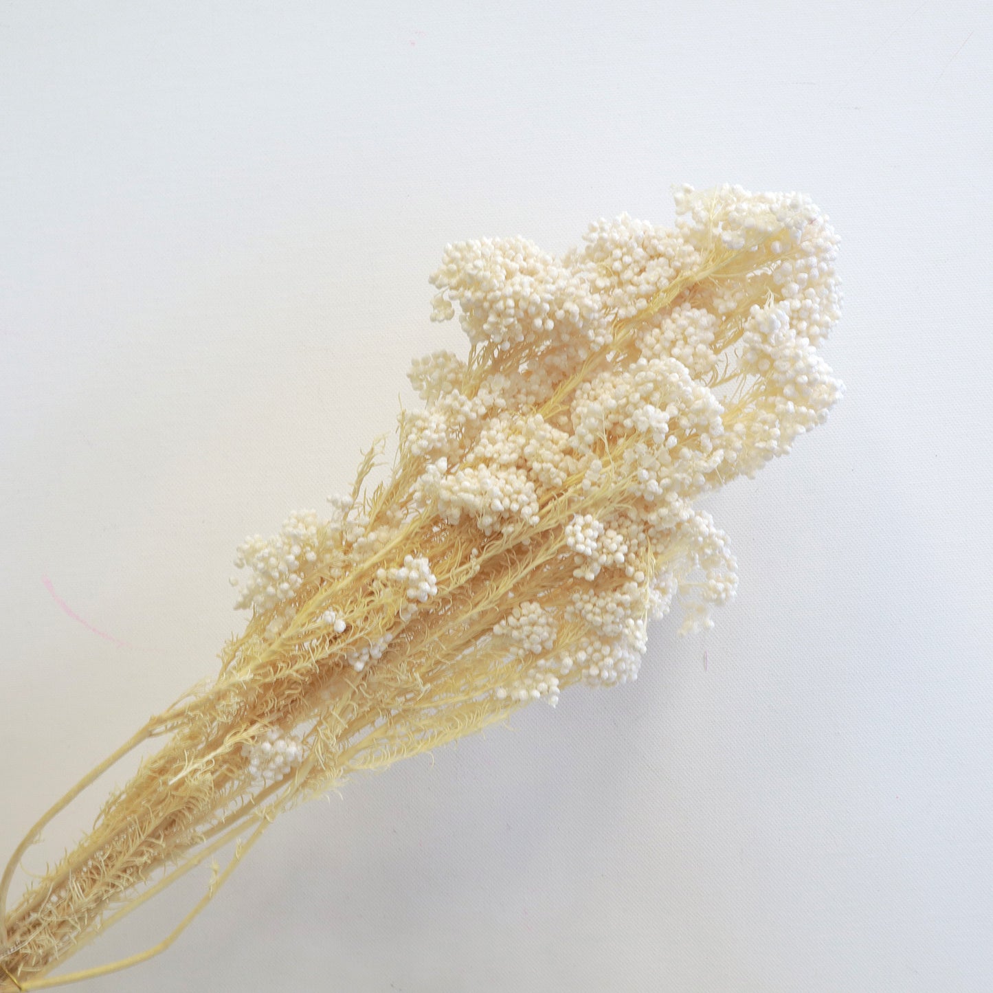 Rice Flower Creamy White