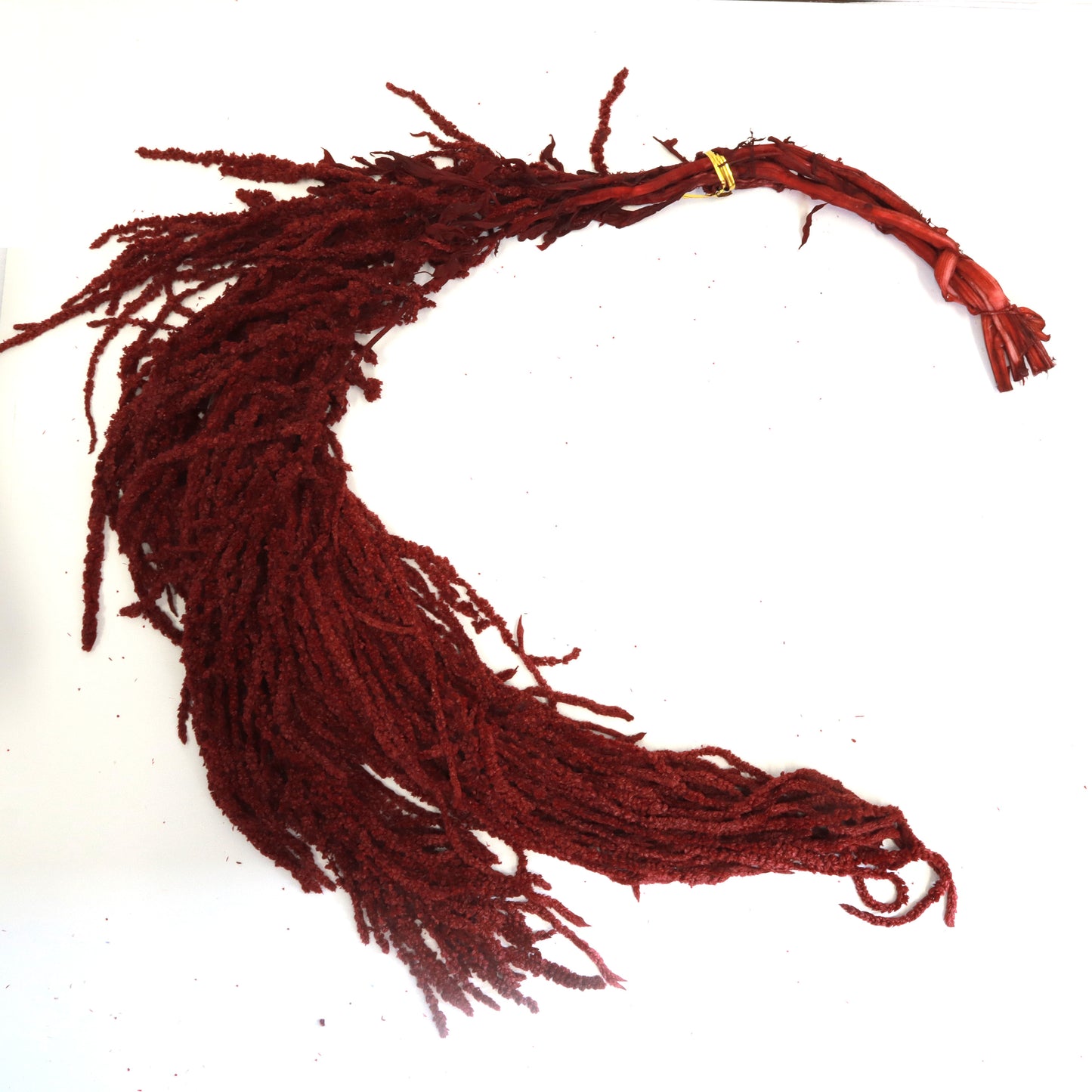 Amaranthus Dark Red