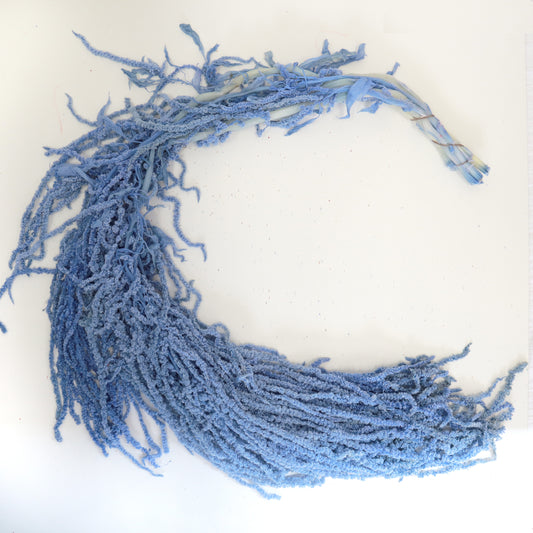 Amaranthus Blue