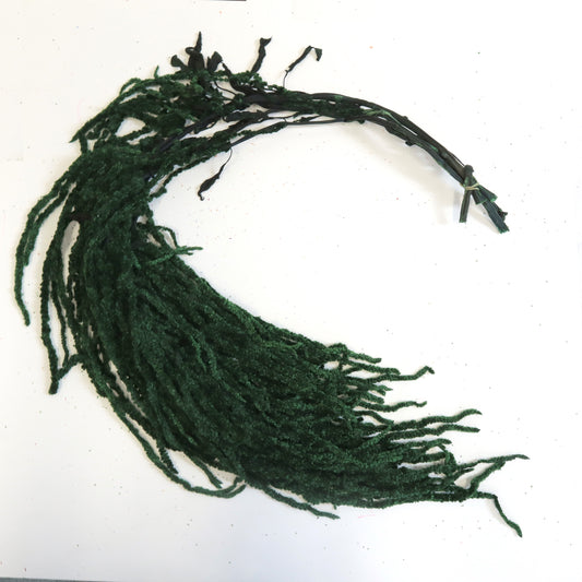 Amaranthus Dark Green