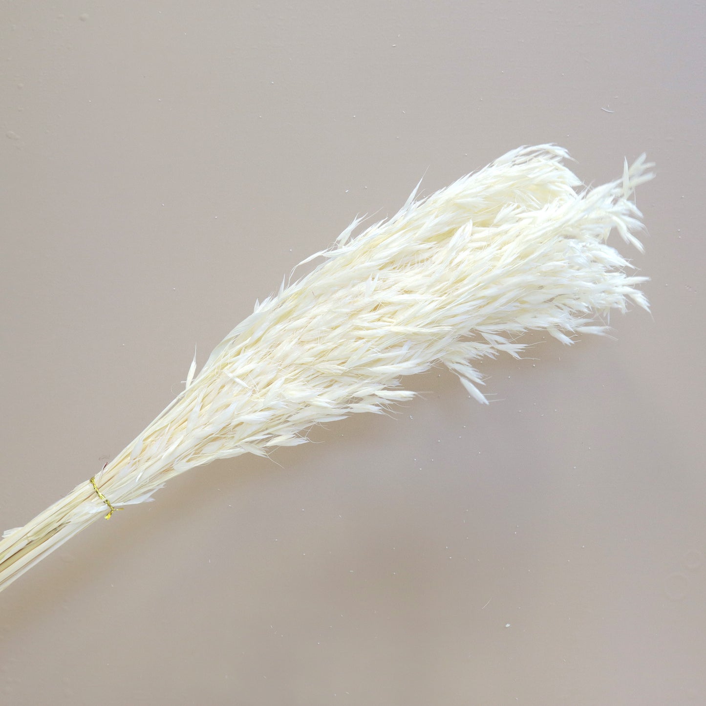 Dried Oat White