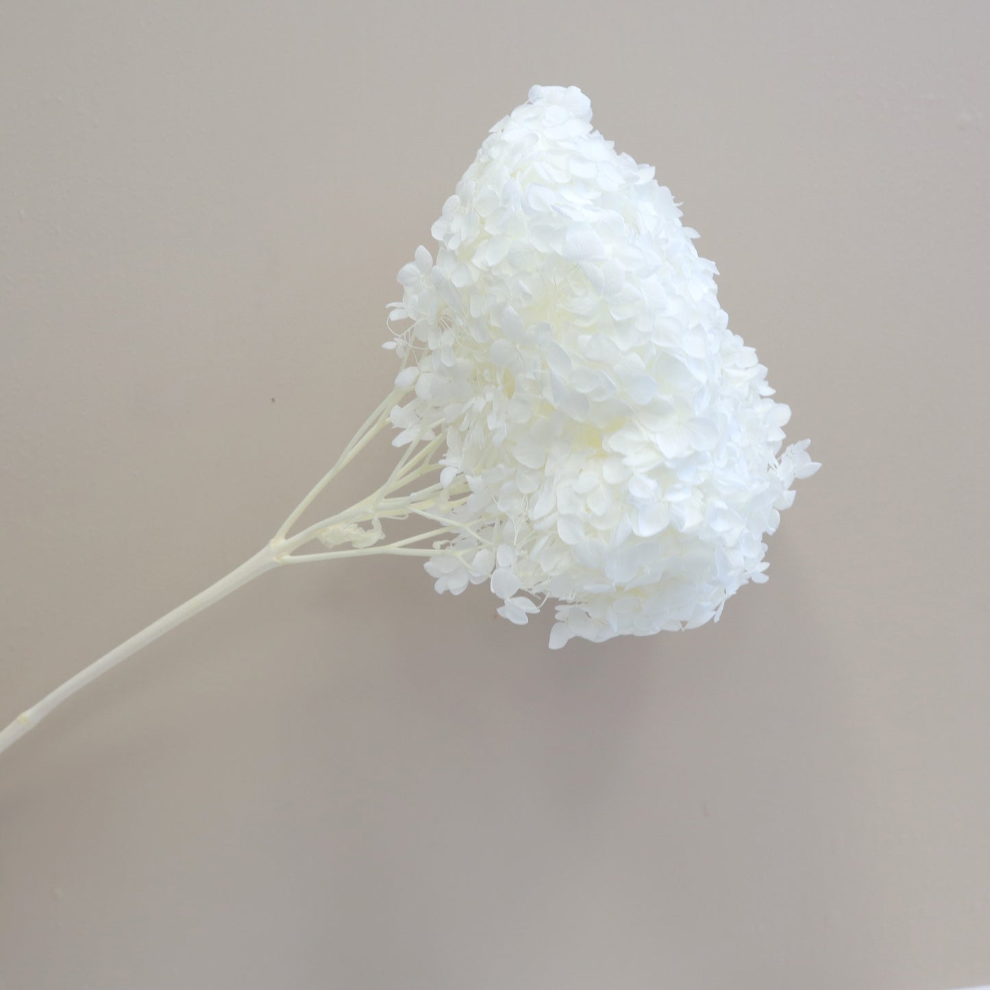 Annabelle Hydrangea Pure White