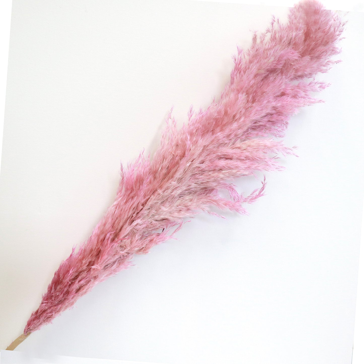 Pampas Grass Gradient Pink