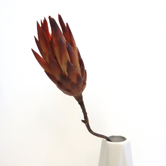 Dried Protea Repens Red