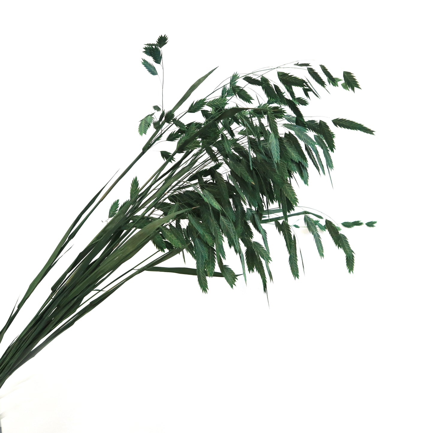 Sea Oats Green