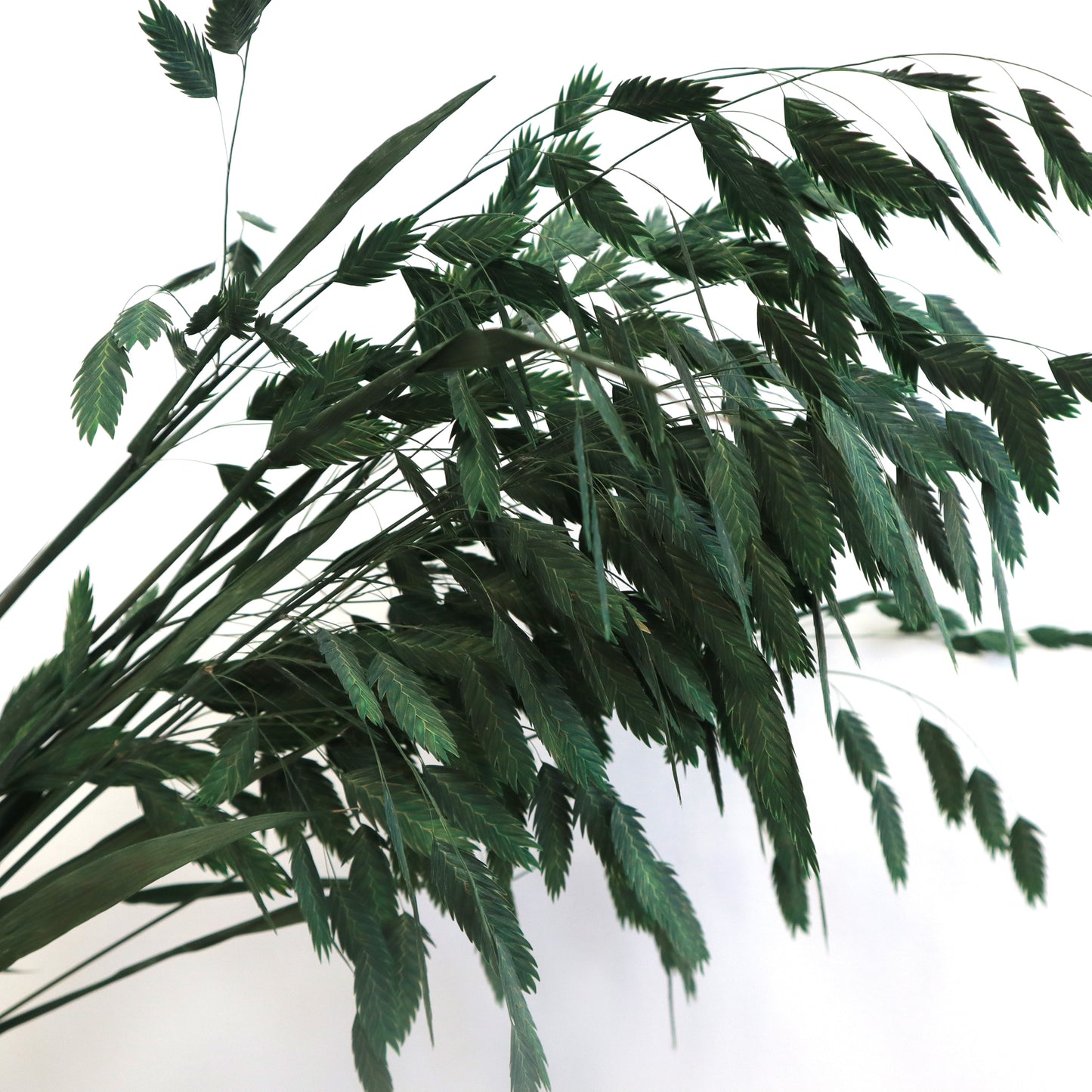 Sea Oats Green