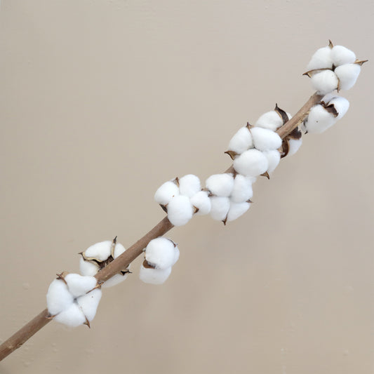 Cotton 9 Heads White