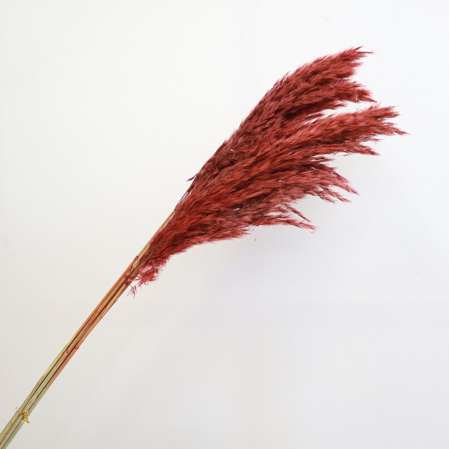 Giant Reeds Grass Red