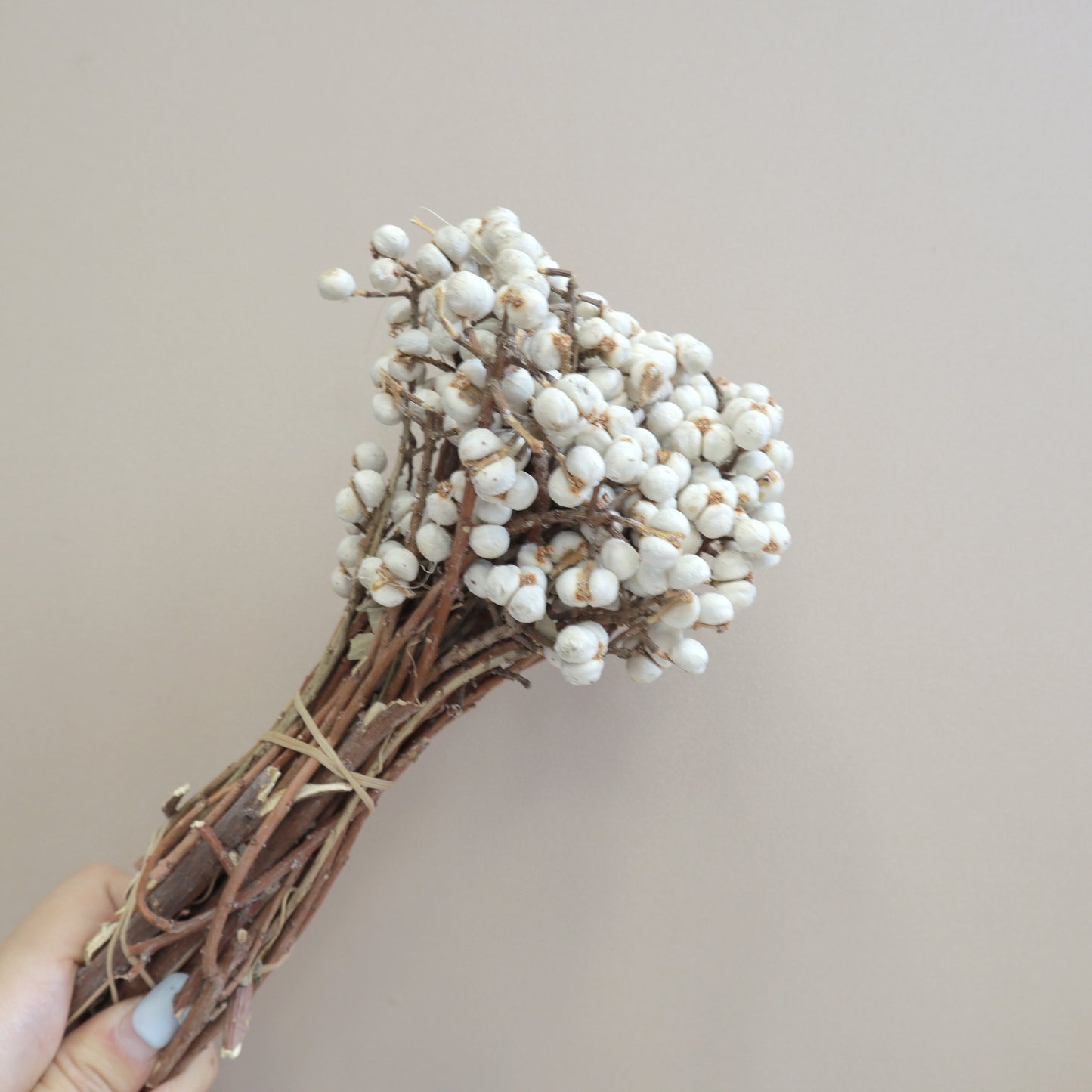 Dried Snowberry