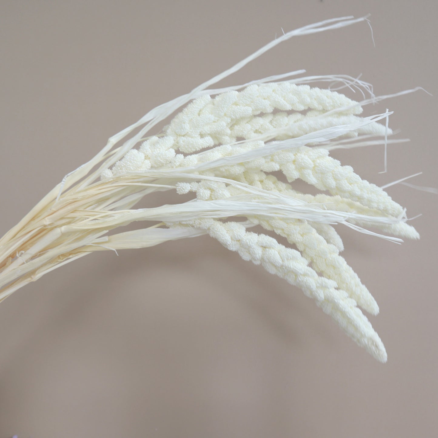 Dried Millets White