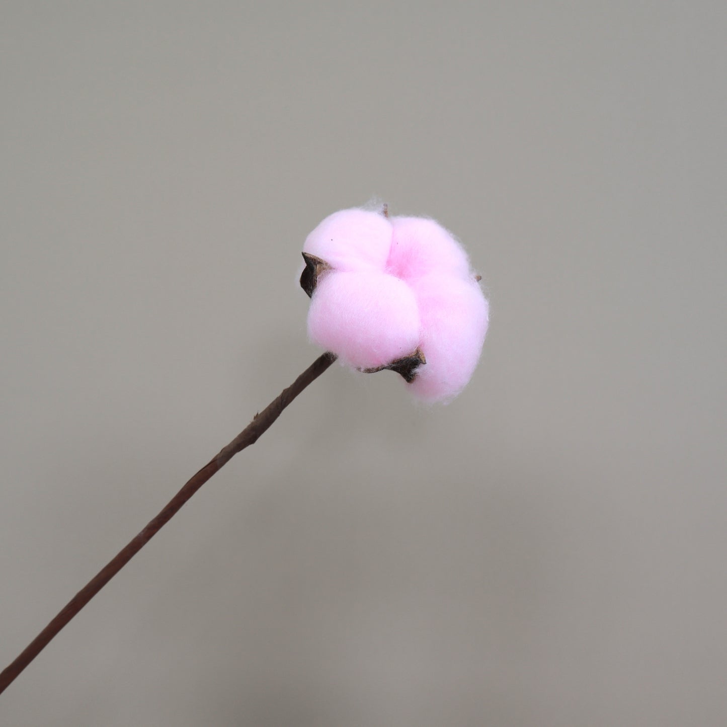 Cotton 10 stems Pink