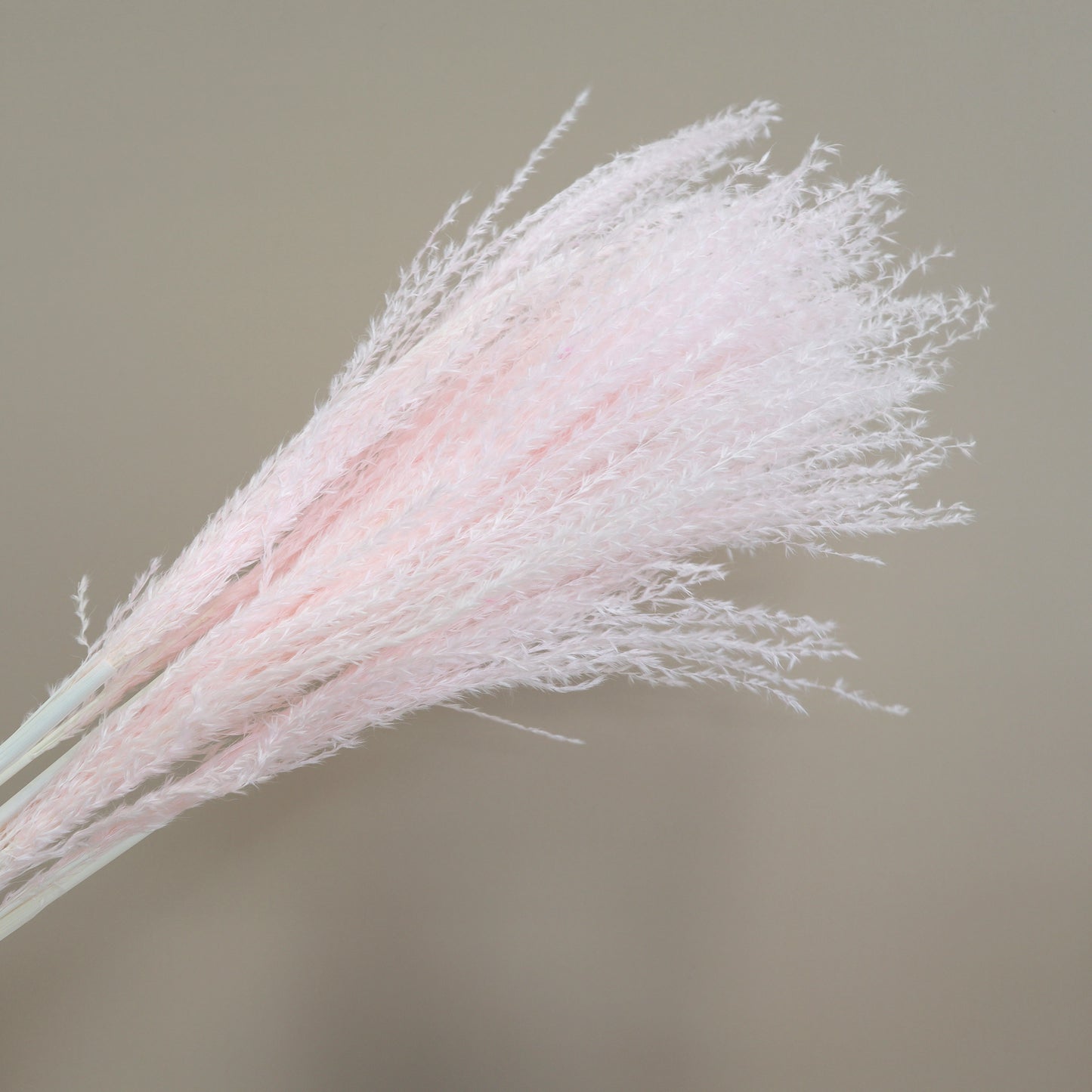 Horsetail Pink