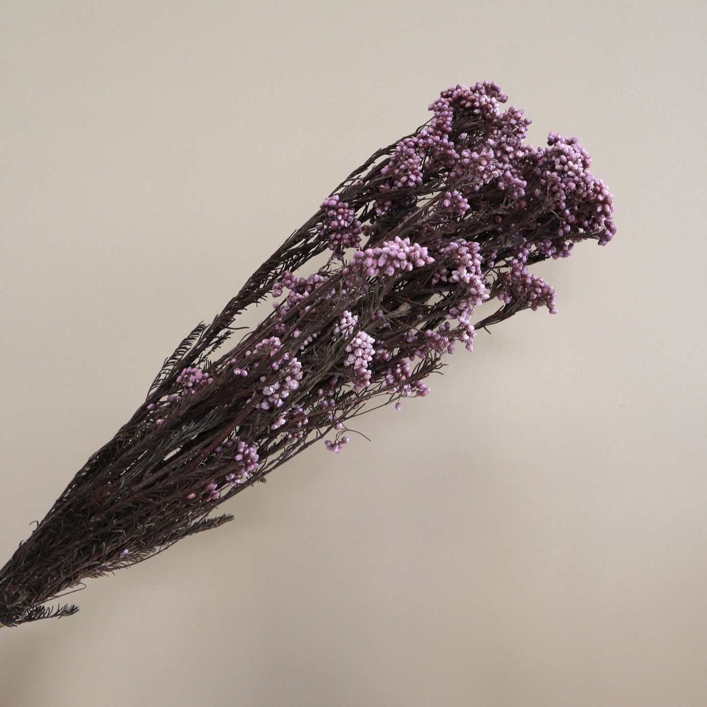 Rice Flower Purple