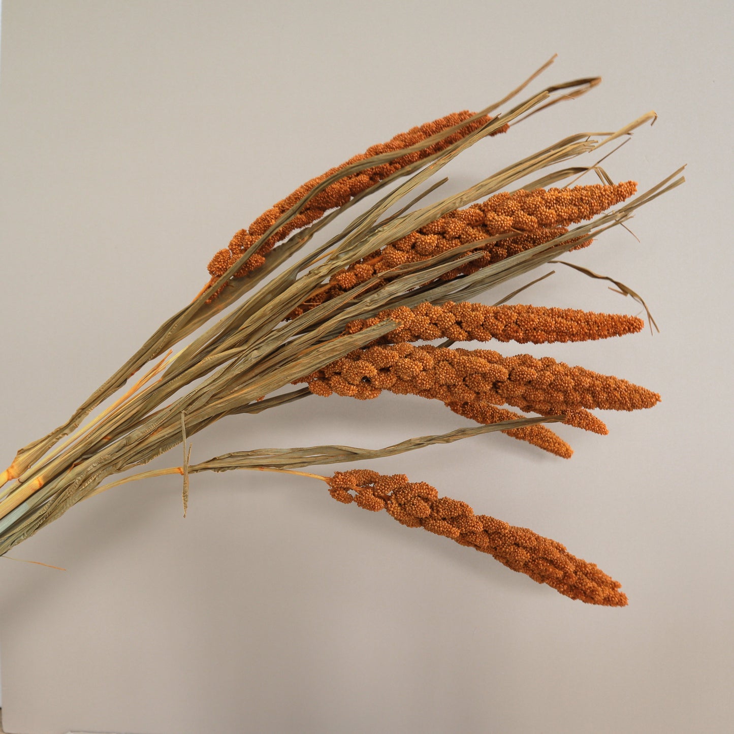 Dried Millets Rust Orange