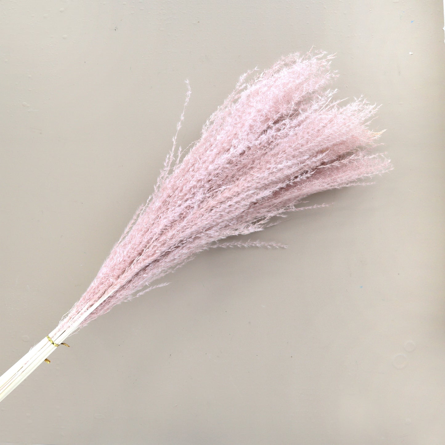 Horsetail Dusty Pink