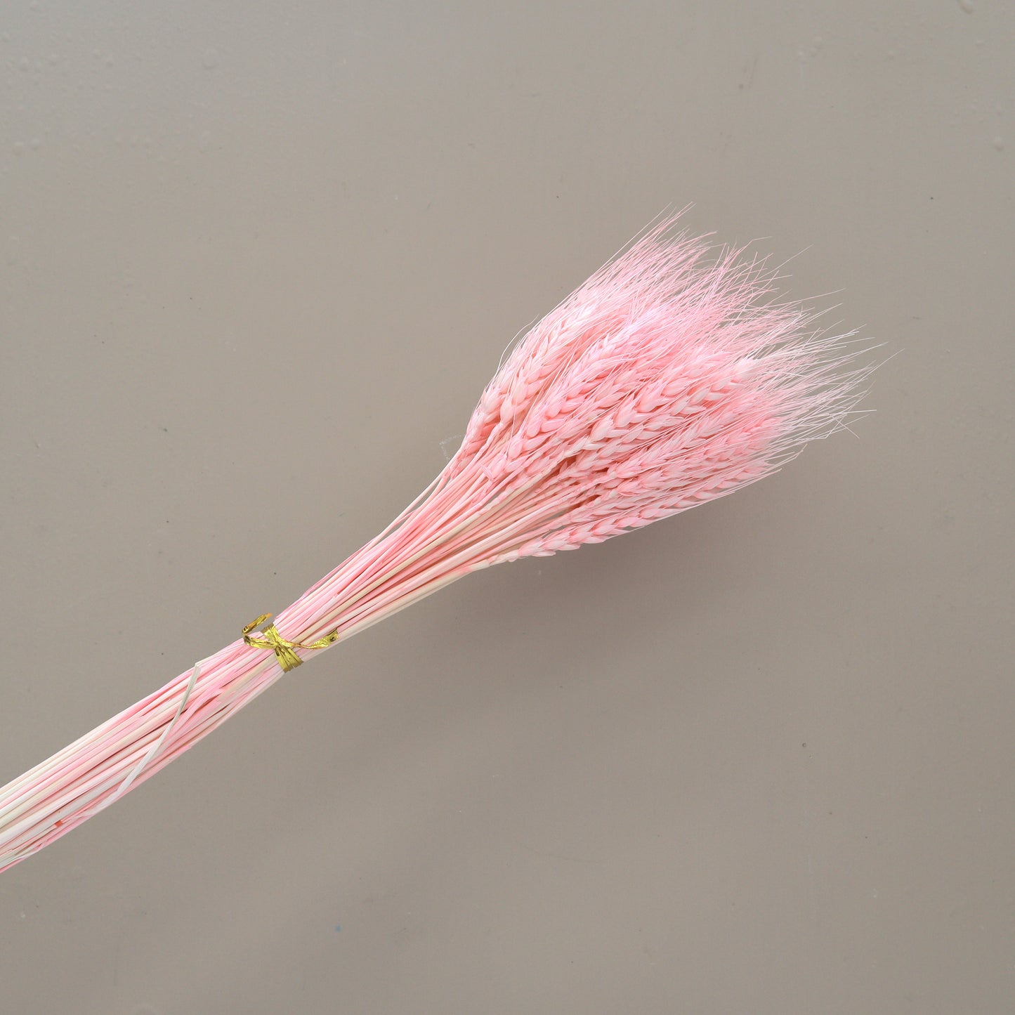 Dried Wheat Pink