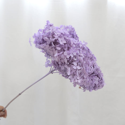 Annabelle Hydrangea Lavender
