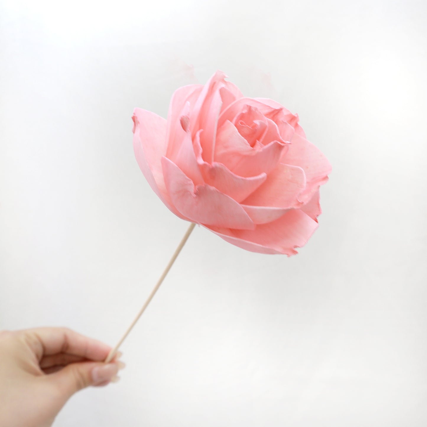 Rosa Chinensis Pink