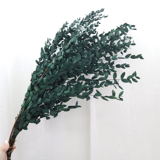Parvifolia Eucalyptus Green