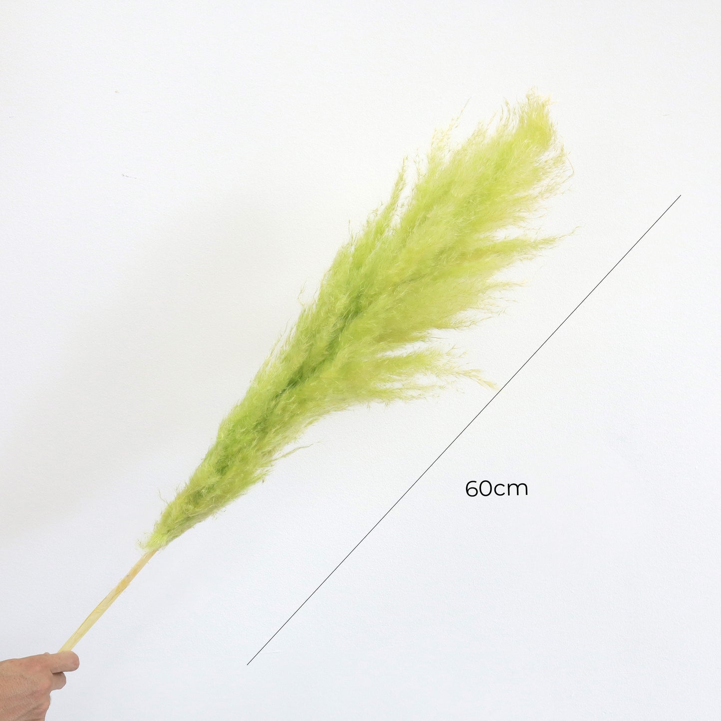 Pampas Grass Lime Green