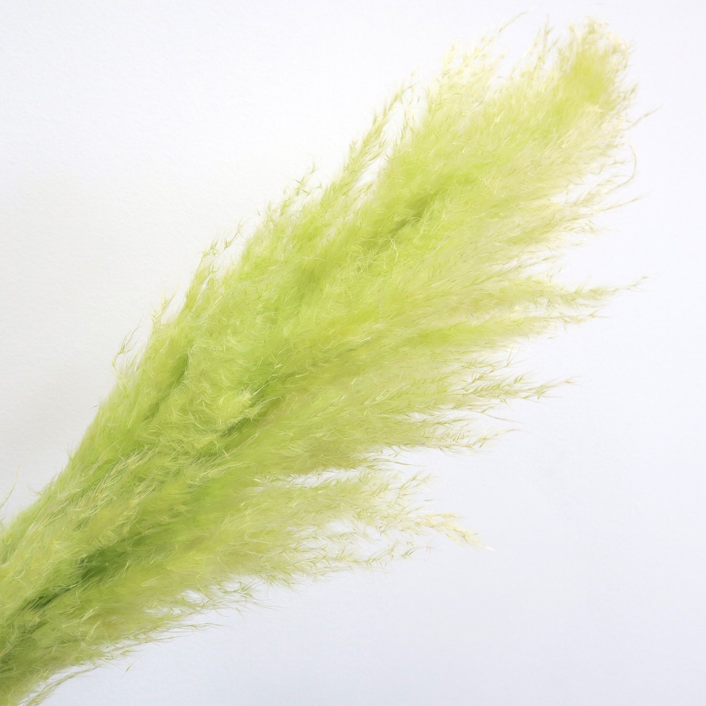 Pampas Grass Lime Green