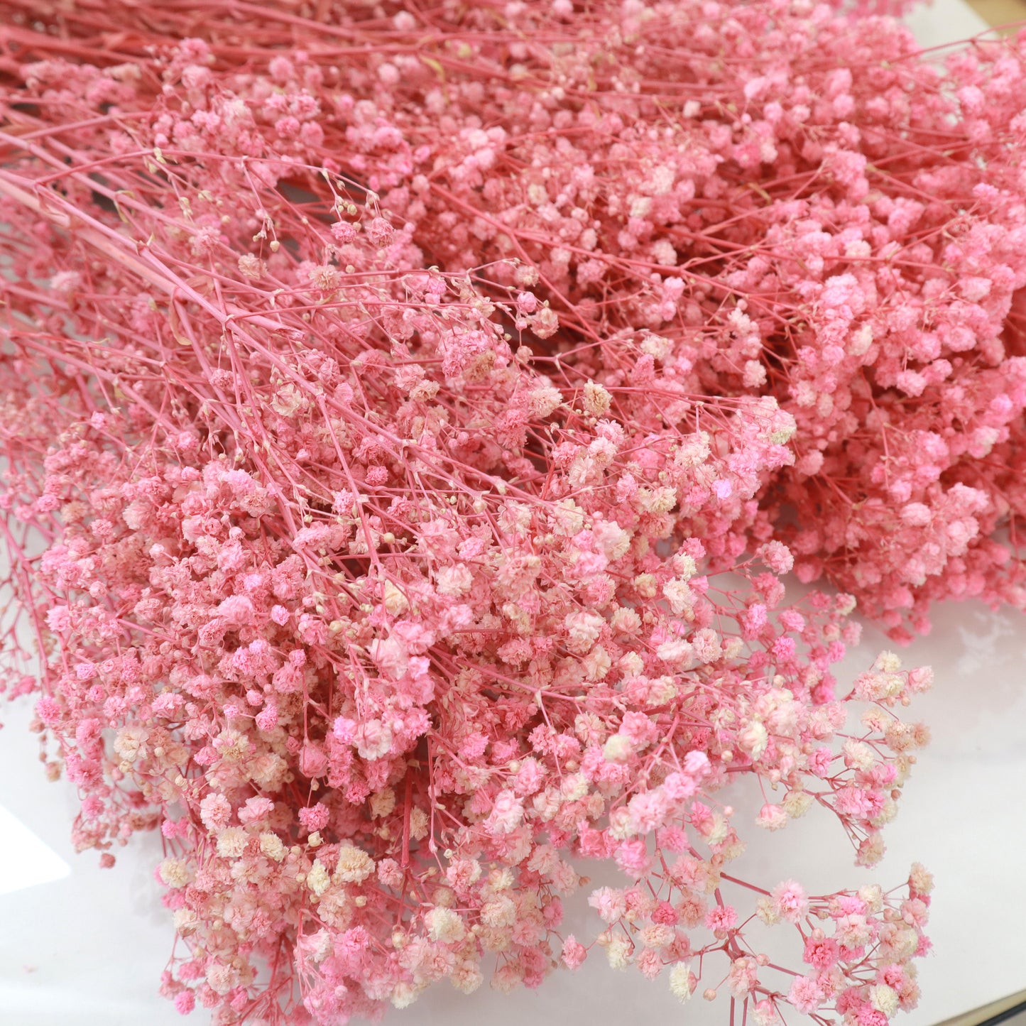 10 Bunches of Baby's Breath Hot Pink