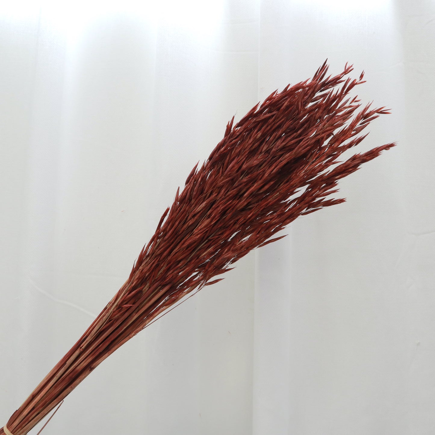 Dried Oat Wine Red