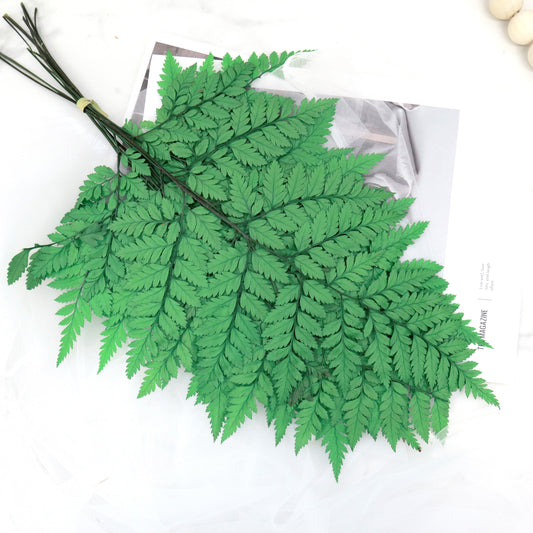 Leather Fern Small Green