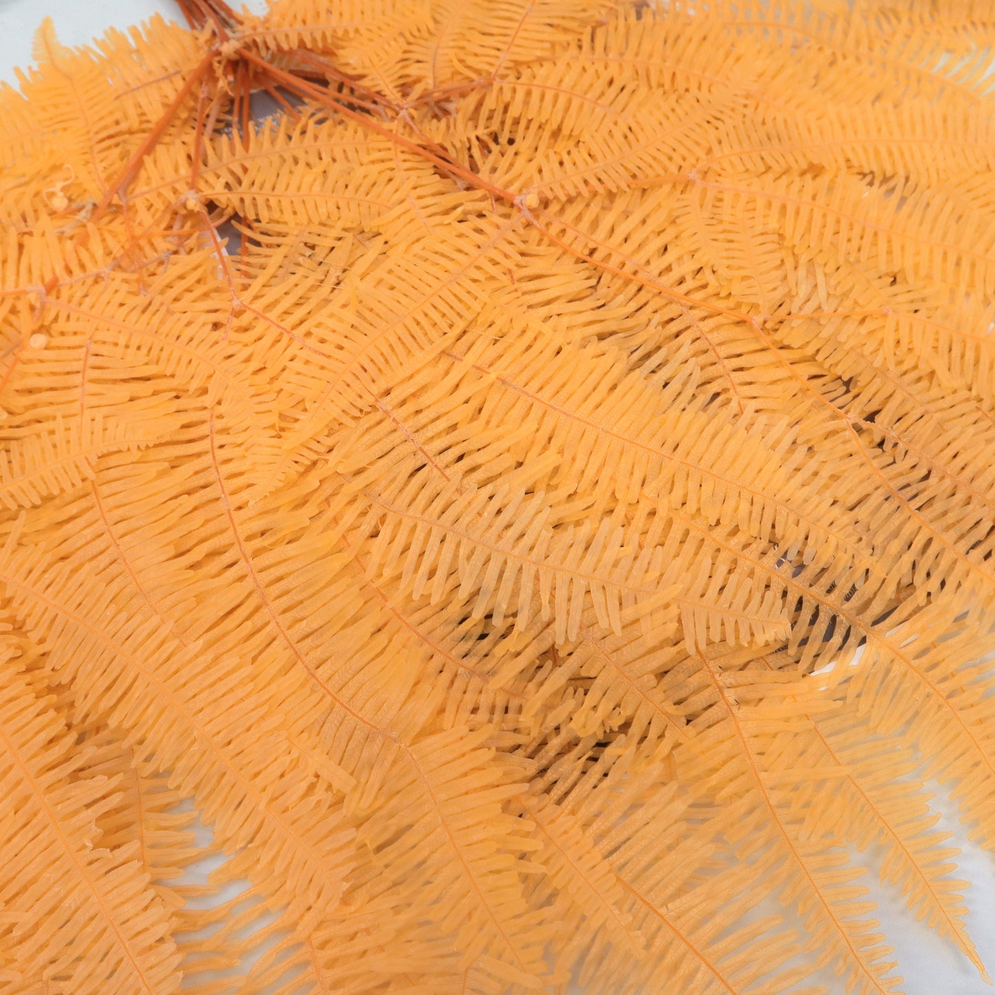 Mountain Fern Orange