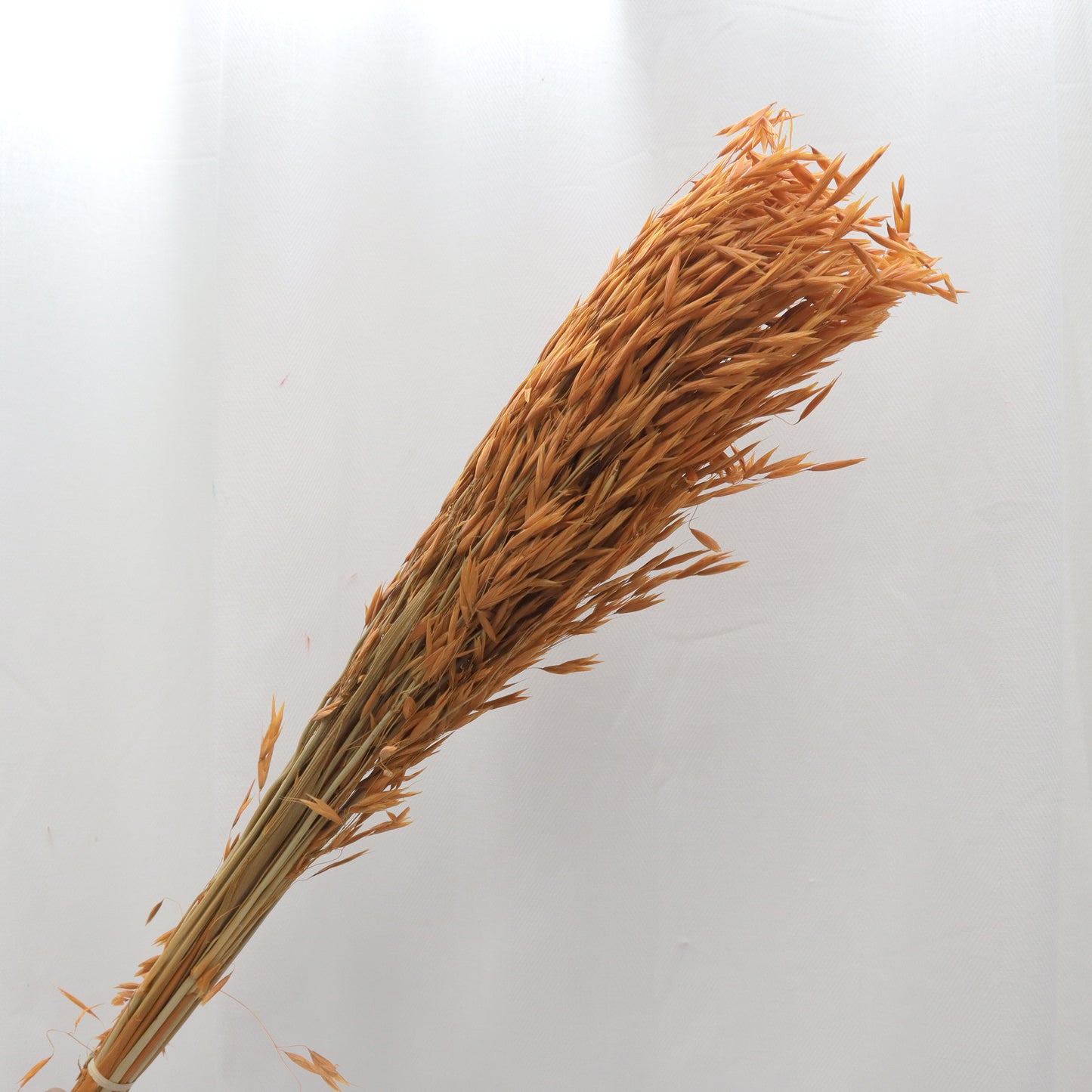 Dried Oat Orange