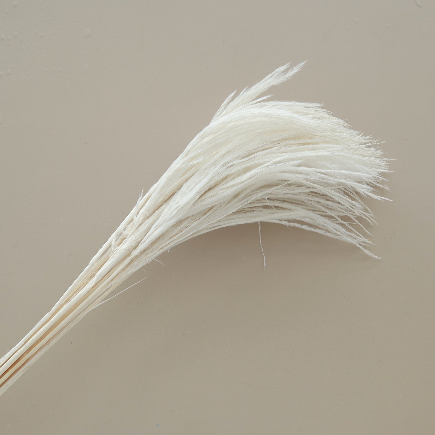 Soft Horsetail White