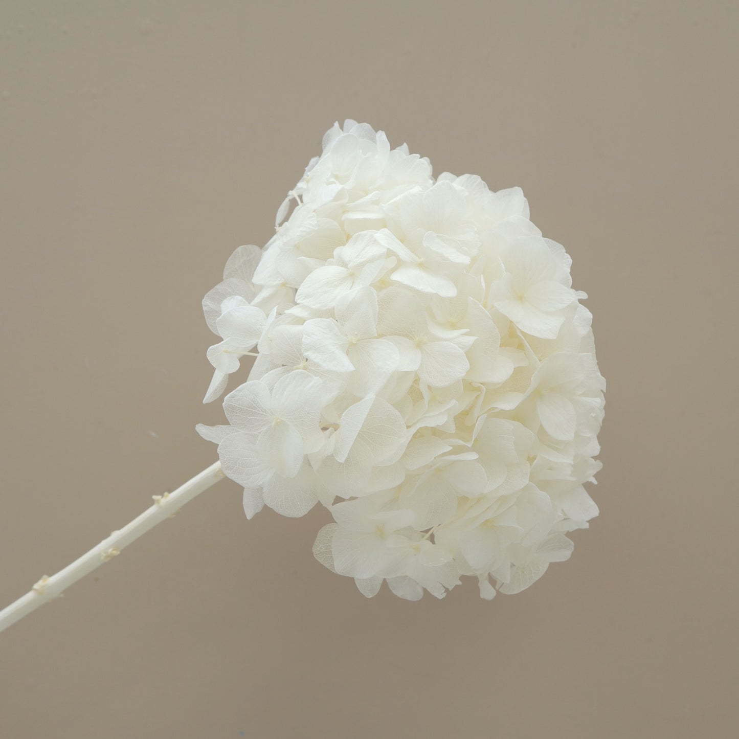 40 Stems of Hydrangea Bigleaf Creamy White