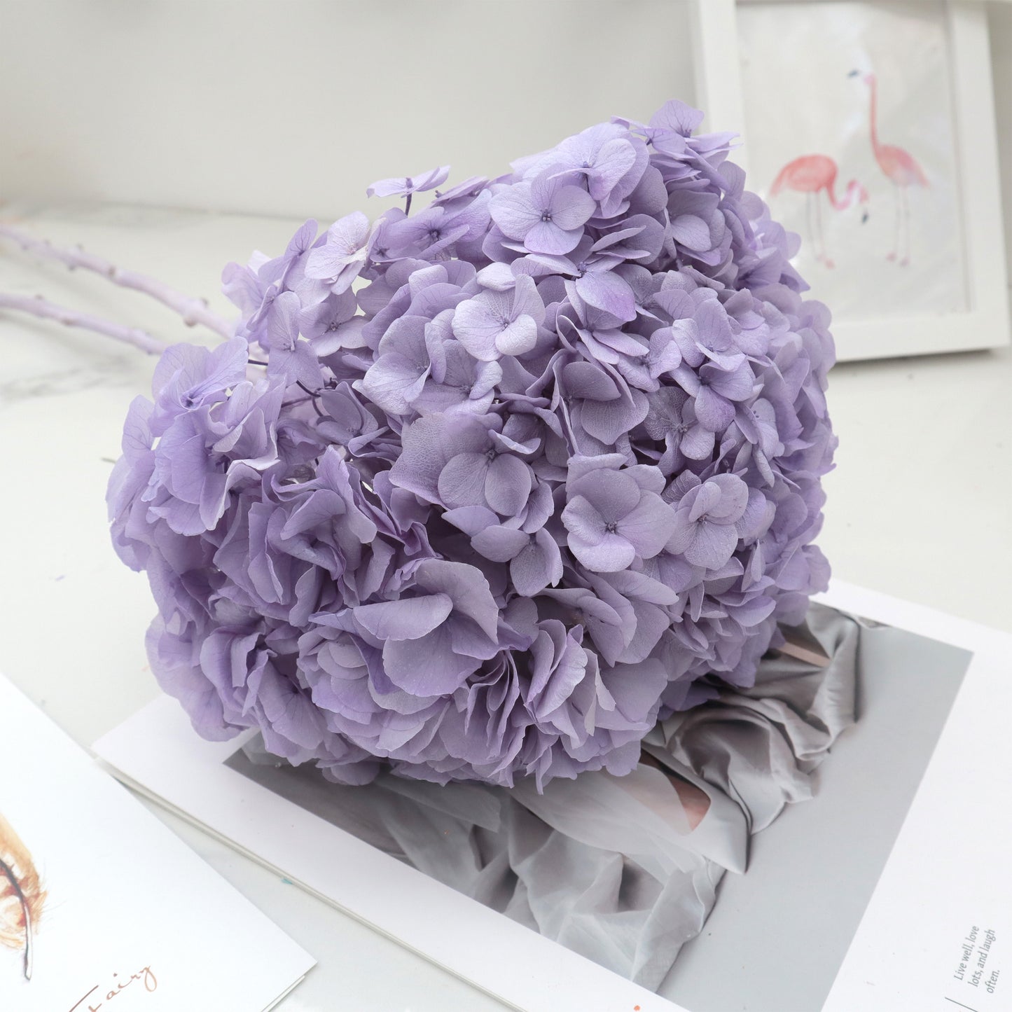 Hydrangea Bigleaf Lavender