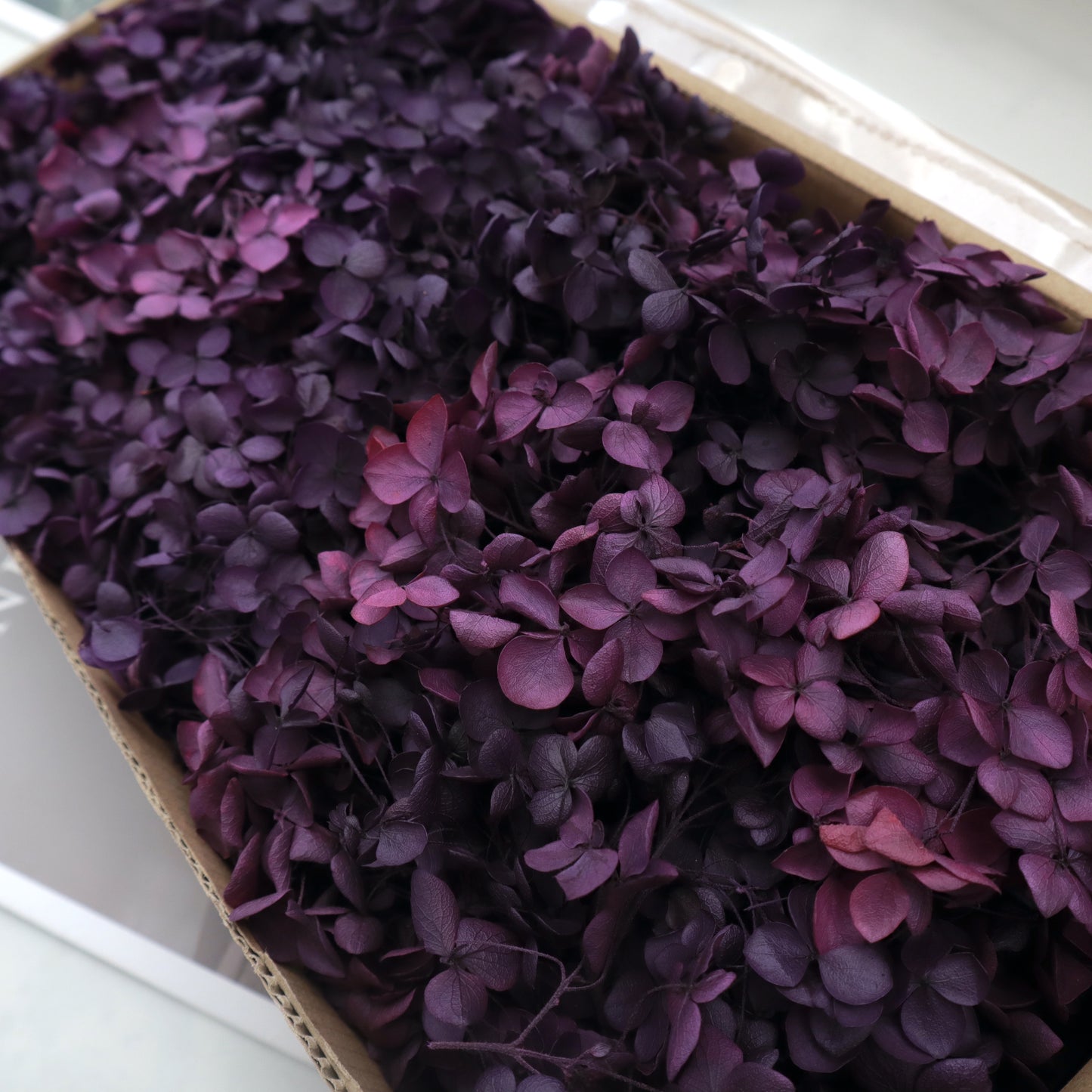 Annabelle Hydrangea 100g Box Dark Purple