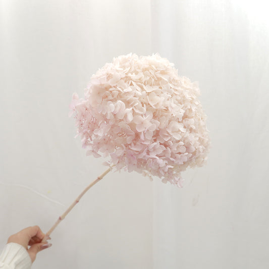 Annabelle  Hydrangea Gradient Creamy Pink