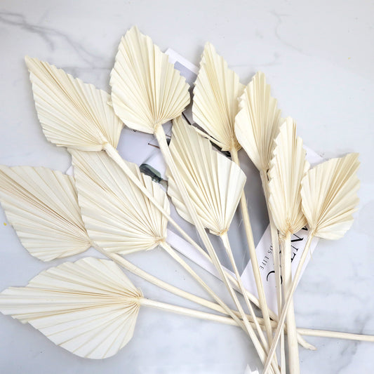 10 of Palm Leaf Small Bleached Ivory