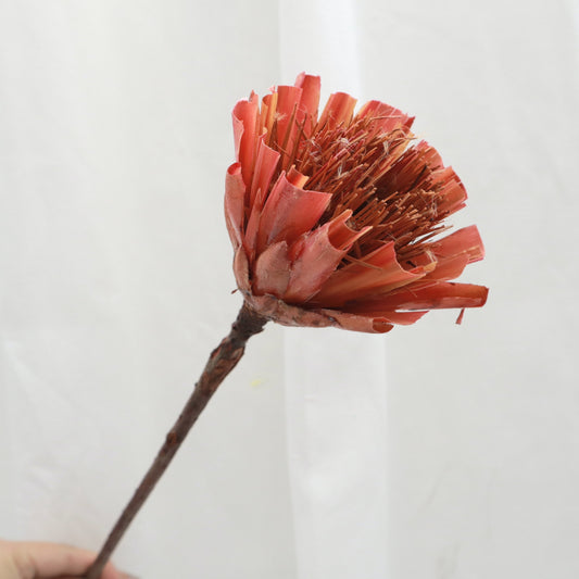 Dried Protea Repens Cut Red