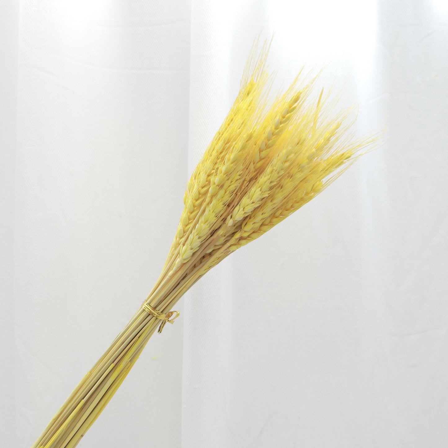 Dried Wheat Yellow